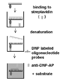 Cobas Amplicor Monitor (Roche) Amplificación por PCR ( DNA del VHB y