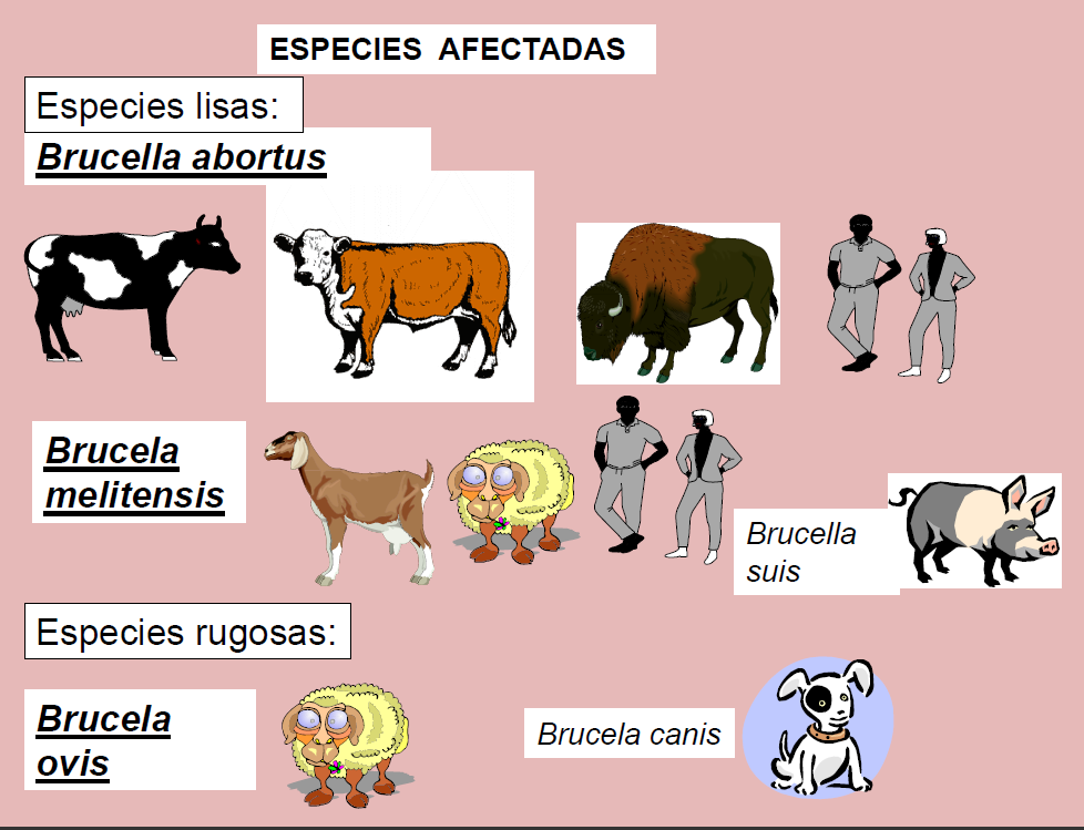 Vías de TRANSMISION En los animales: Consumo de pastos o de aguas contaminadas por placentas, líquidos placentarios u otras secreciones de vacas infectadas.
