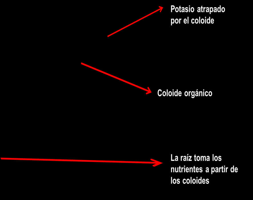 Potasio atrapado por el coloide Coloide orgánico La raíz toma los nutrientes a partir de los coloides 8.4.