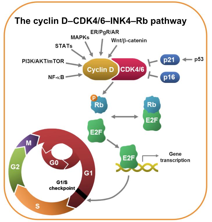 VENCER RESISTENCIAS: pathway CICLINA D-CDK4/6-pRB prb clave SUBTIPO