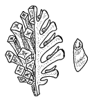 En el dibujo anterior se representa una flor, pero en ocasiones se produce la agrupación de varias flores sobre el mismo pedúnculo floral, constituyendo entonces una inflorescencia.