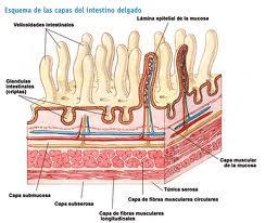 La Celiaquía Produce una lesión característica de la mucosa intestinal provocando una: Atrofia de las Vellosidades del Intestino