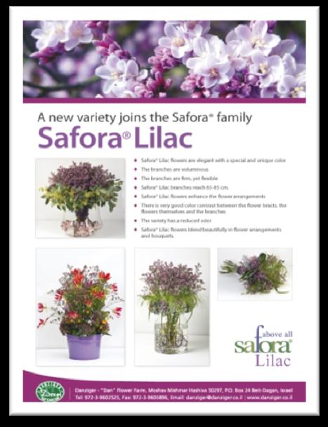 Limonium Safora Lilac Flores
