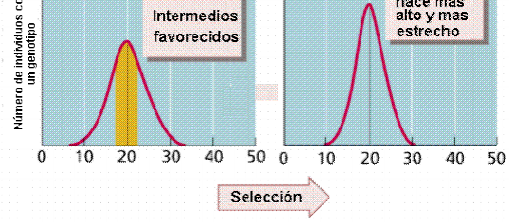 Selección estabilizadora Favorece los fenotipos intermedios dentro de un rango. Los extremos de las variaciones son seleccionados en contra.