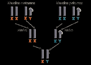 Determinación génica: El sexo es determinado por un gen mendeliano normal; este caso es poco frecuente.