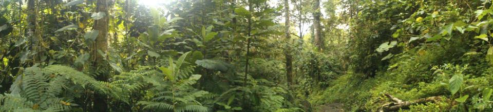 Sistema de Monitoreo de Bosques y Carbono para Colombia Estructura General y Funcional.