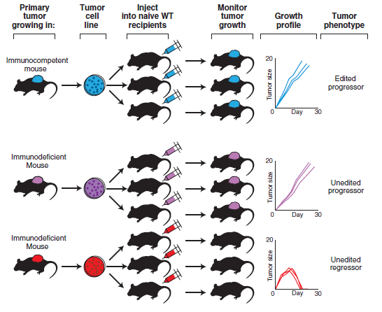 Cancer Immunoediting Tumors in immunocompetent mice are qualitatively