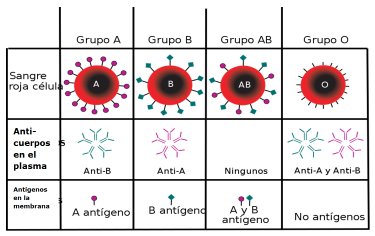 Grupo sanguíneo AB0: - Antígenos: sobre la superficie del glóbulo rojo. Dos tipos: A y B. - Anticuerpos: en el plasma.