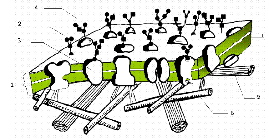 ESTRUCTURA EN MOSAICO DE LAS MEMBRANAS BIOLÓGICAS Estructura de una membrana biológica. 1) Proteína intregral; 2) proteínas periféricas; 3) Doble capa lipídica.