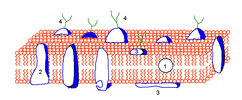 FLUJO DE SUSTANCIAS ENTRE LA CÉLULA Y EL EXTERIOR LA MEMBRANA PLASMÁTICA. CONCEPTO Es una fina membrana que limita y relaciona el interior de la célula, el protoplasma, con el exterior.