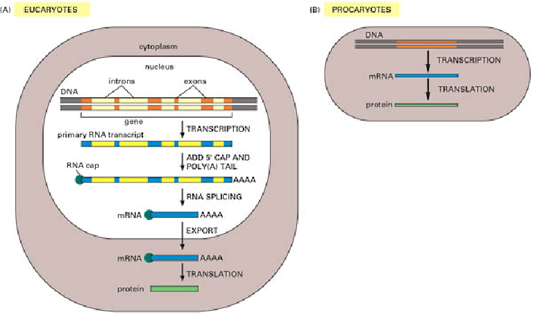 Genoma Eucariotas Uno o más cromosomas de DNA lineal. De cada cromosoma, un par en cada célula. Todos contenidos en el núcleo.