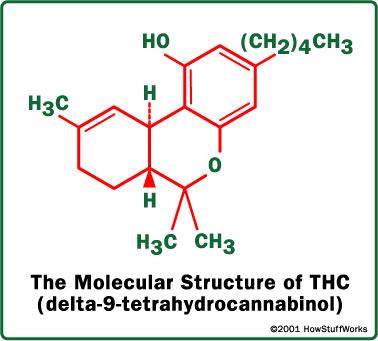 Farmacocinética THC es lipofílico se acumula en las grasas cruza la barrera rápidamente