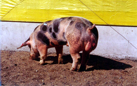 Pietrain. El auge de su utilización es relativamente reciente en la producción porcina, al igual que el Landrace Belga.