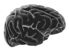 Puedes desarrollar tu Inteligencia (Actividad-Opción A) Puedes Desarrollar Tu Inteligencia Una nueva investigación demuestra que el cerebro puede desarrollarse como un músculo Muchas personas piensan