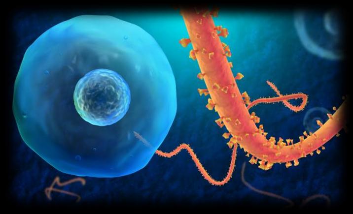 Enfermedad por el Virus del ÉBOLA (EVE) El virus del Ebola causa en el ser humano la enfermedad homónima (antes conocida como fiebre hemorrágica del Ebola).