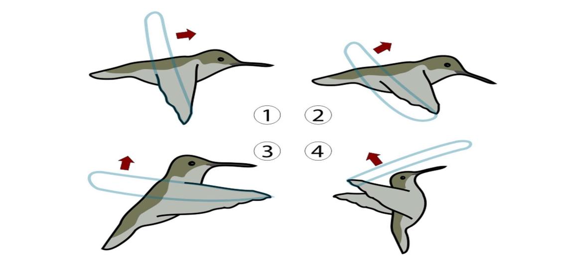 4 Figura 3 Una gran duda que ha surgido acerca del vuelo de estas aves es: Hay más gasto energético en el vuelo hacia atrás que cuando lo hacen para adelante?