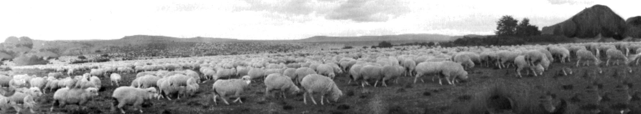 HIDATIDOSIS Zoonosis hiperendémica en la Región de Aysén Contacto estrecho perro-oveja-hombre faenamiento domiciliario con inadecuada eliminación de vísceras