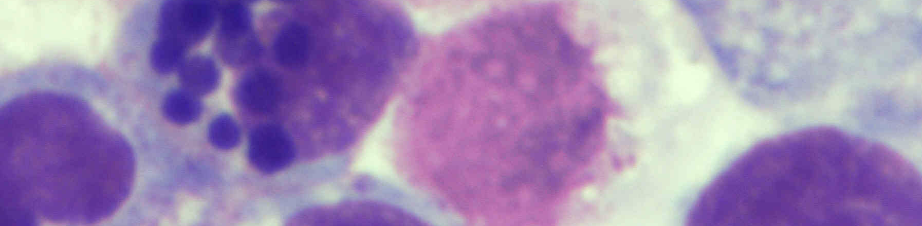 Imágenes al microscopio óptico de la línea celular DH82 teñidas mediante May-GrünwaldGiemsa sin infección visible (40X) Imagen 25.