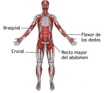 El tejido muscular tiene las siguientes propiedades