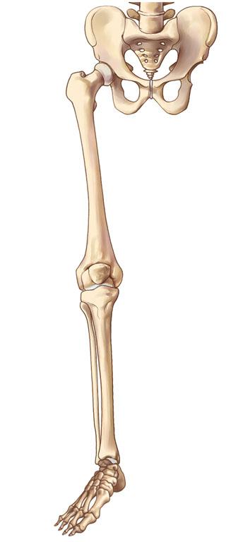 Huesos de las extremidades inferiores Ilion Coxal