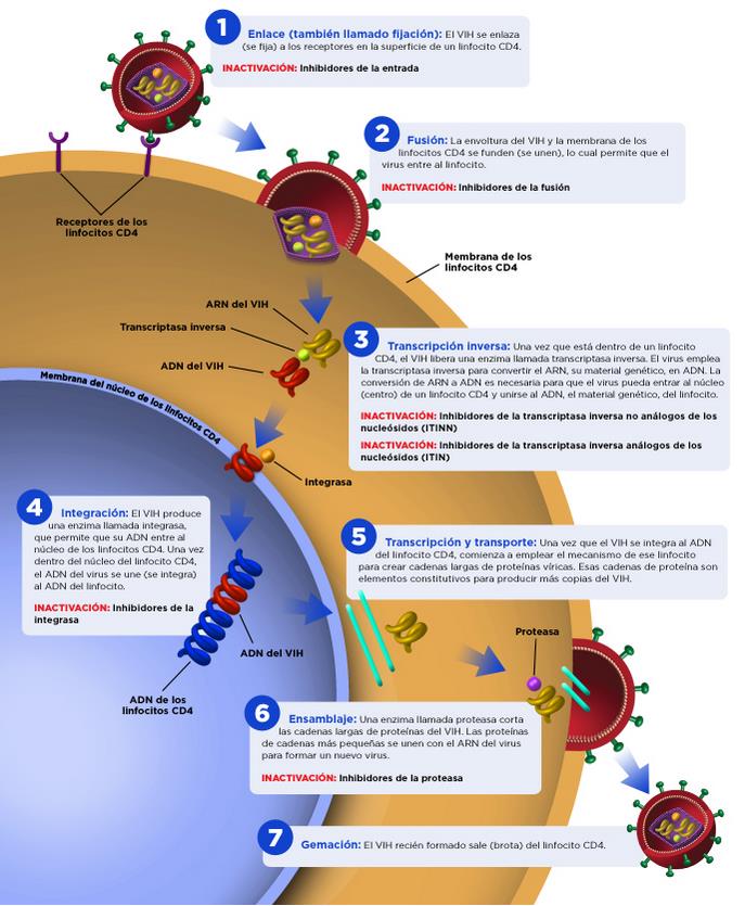 VIH-1 es genéticamente similar pero diferente al VIH-2, este último presenta una virulencia reducida si se lo compara con el VIH-1 pero también causa una enfermedad como el SIDA.