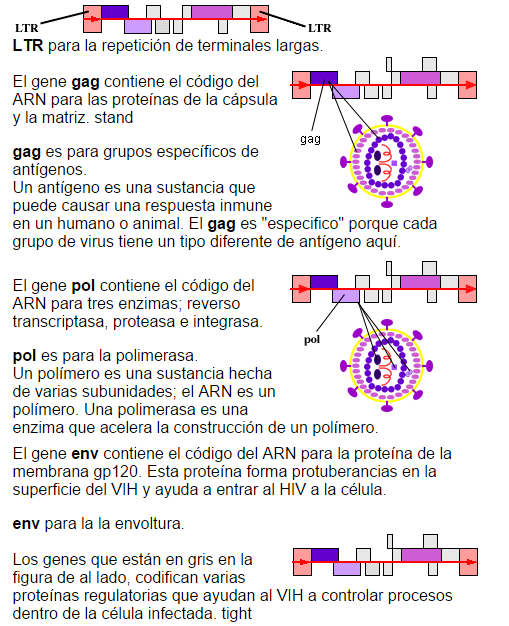 1.) Las características principales del virus (estructura, genoma ) A pesar de su pequeño tamaño, el genoma es muy complejo.