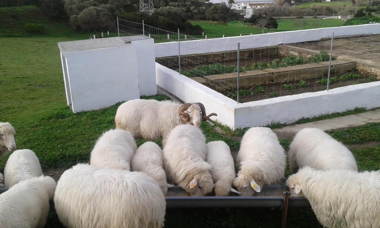 Un rebaño de ovejas, y el carnero!