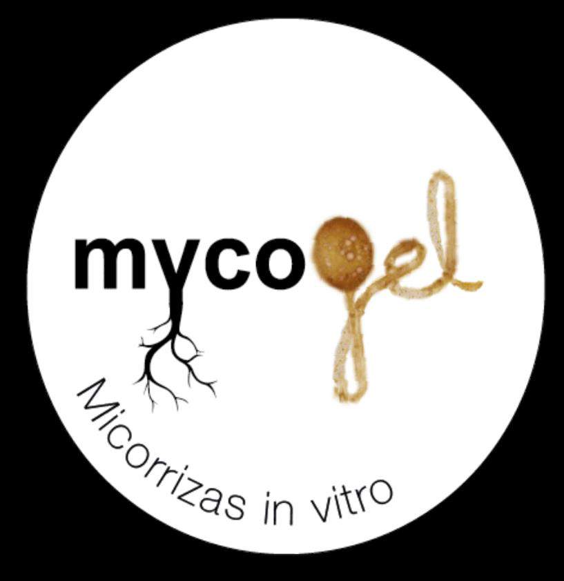La microbiología del suelo como instrumento para la preservación de un suelo vivo: micorrizas in vitro y en gel
