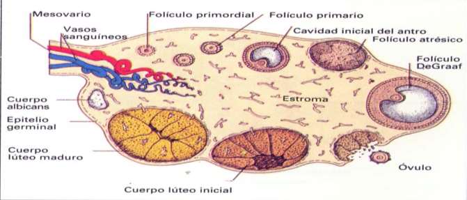 CICLO OVARICO Fase lútea: constante de 14 días (apoptosis) Fase folicular: causa
