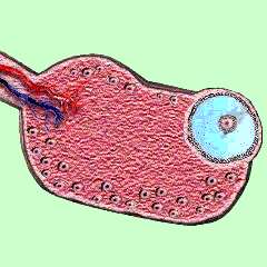 Período Ovulatorio El peak de LH produce: Reinicia meiosis del oocito. Luteinización de la granulosa.