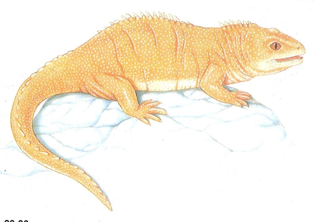 Esfenodontos- Tuátaras fósil viviente Solo dos especies en Nueva Zelanda. Aspecto de lagarto.