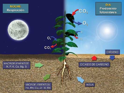 Ilustración 11. Ciclo del Oxigeno. El oxigeno se encuentra en al atmosfera en forma molecular (O 2 ).