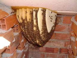 Servicios de Control Control de enjambres de Erradicación de Colmenas de abejas en espacios confinados como: Encofrados, techos, torres de iluminación, bajo tierra, alcantarillas, estructuras y otros.