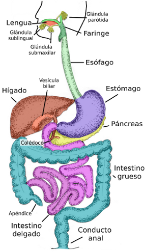 Figura 1: Esquema de los diferentes componentes del sistema digestivo.