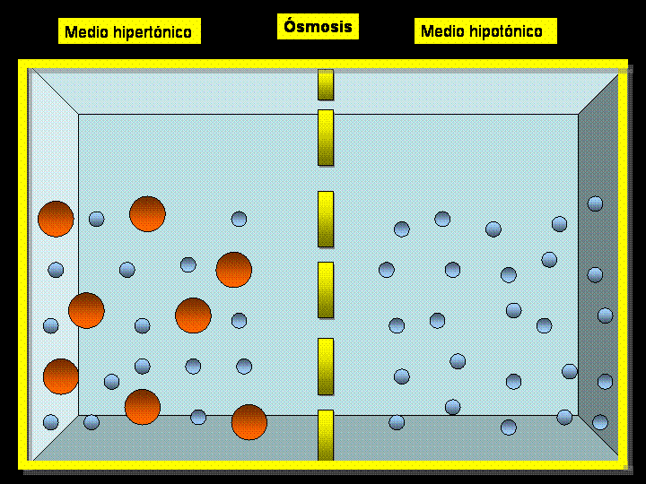 OSMOSIS: Cuando en un medio nos encontramos dos líquidos de diferente concentración separados por una membrana semipermeable,