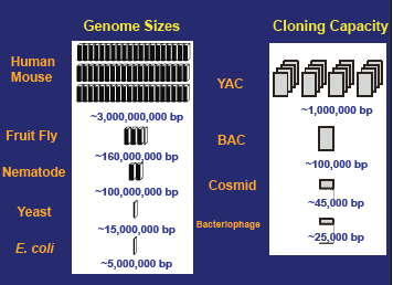 6 The Genomic