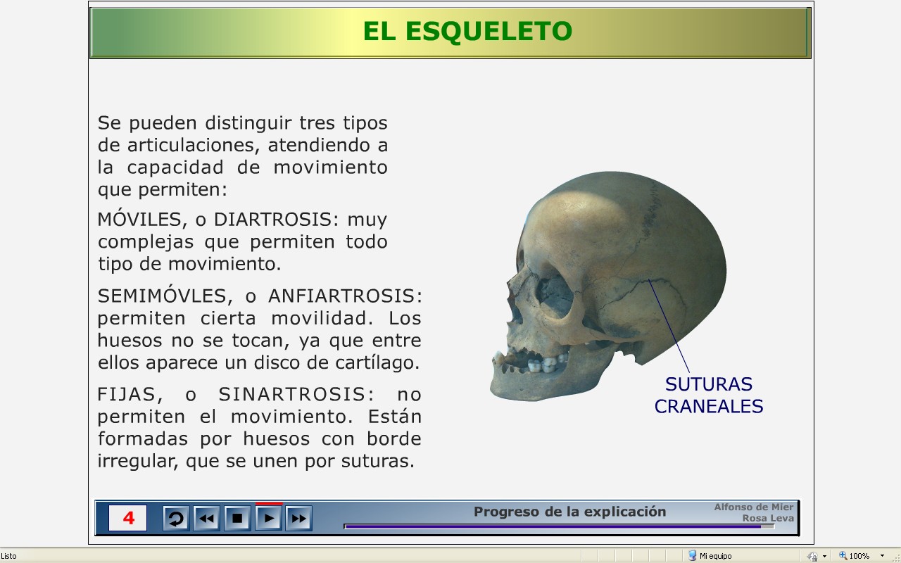 Contenidos 3. El esqueleto Articulaciones La zona donde se unen dos o más huesos se denomina ARTICULACIÓN.