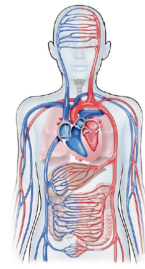 La sangre sale por las arterias y las aurículas se dilatan. 3. Las aurículas se contraen y la sangre pasa a los ventrículos. 4. Los ventrículos, una vez llenos, se contraen.