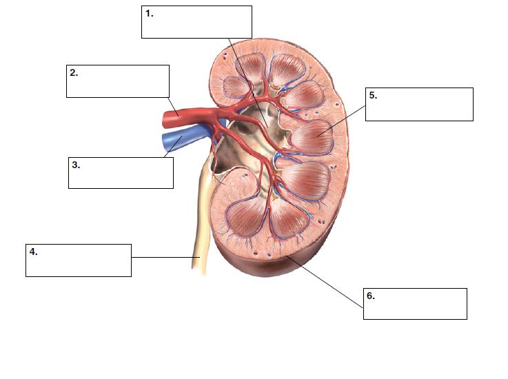 b) El plasma intersticial entra en el vaso linfático. c) El plasma intersticial entra en el capilar. EL APARATO EXCRETOR. VI. UNIDAD A Pon los nombres de las partes señaladas en el esquema.