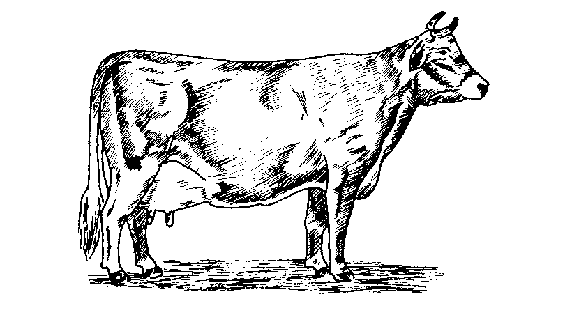 A. Razas de leche Holstein. Originaria de Holanda y perfeccionada en Estados Unidos como raza de leche.