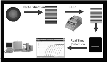 Interpretemos resultado Carril 1: el fragmento de PCR es de aproximadamente 1850 pb. Carriles 2 4 : los fragmentos son de aproximadamente 800pb. Carril 3: no ha producto; el PCR falló.