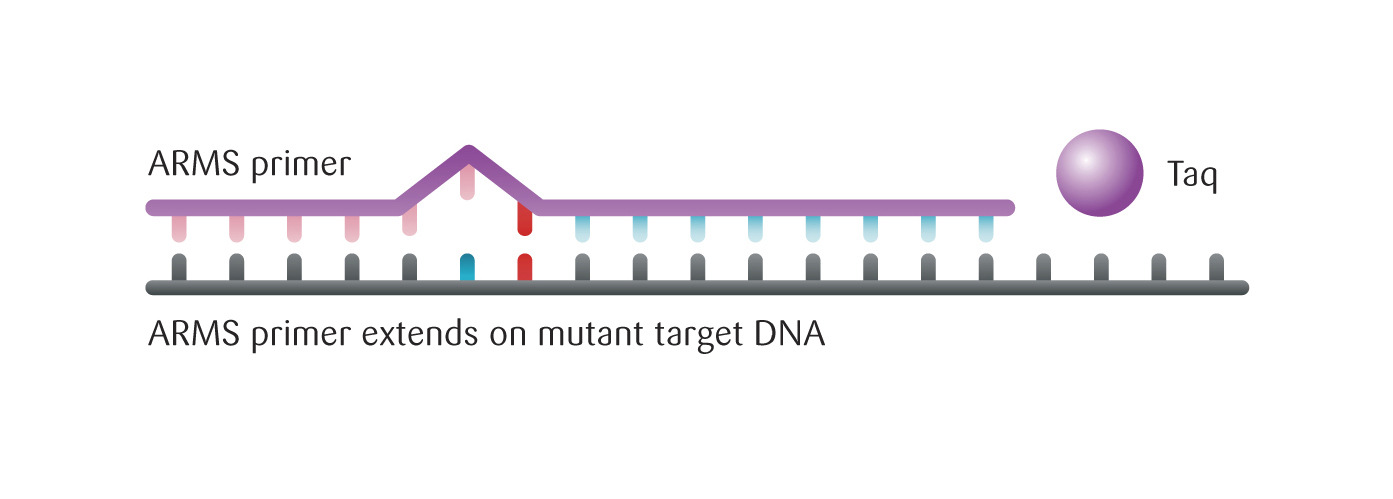 therascreen PCR: tecnología ARMS-Scorpions Primers ARMS Primer ARMS Los primers ARMS hibridan en la posición mutada, y permiten a la Taq DNA polimerasa iniciar la