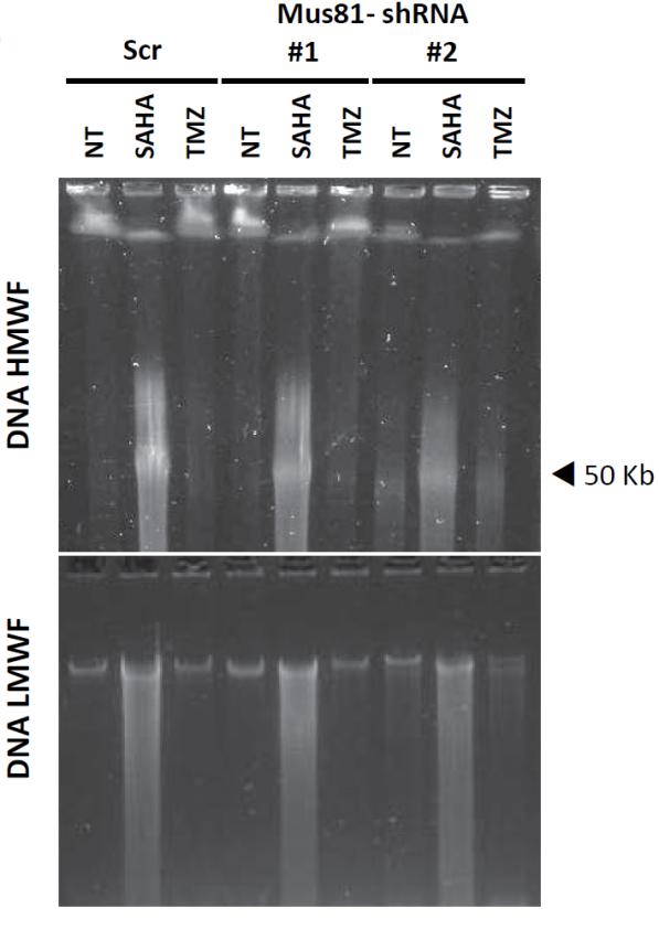 (%) células positivas γh2ax H2AX positive cells (%) Resultados A Mus81 α-tubulina B Control shrna Mus81-shRNA Control #1 #2 100 75 Con SCR shrna #1 shrna #2 trol 50 25 0 NT SAHA TMZ Figura 47.