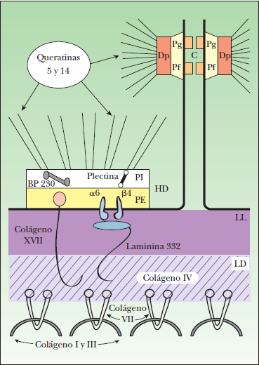 Las plaquinas se asocia a su vez con dos proteínas transmembranales: la α-6b4 integrina y el colágeno XVII, siendo el principal componente de las fibrillas, esta proteína forma dimeros que se asocian