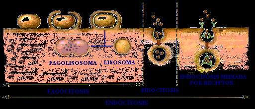 fagocitada hasta formar una vesícula de gran tamaño que se denomina fagosoma. Los materiales fagocitados acaban siendo digeridos en los lisosomas.