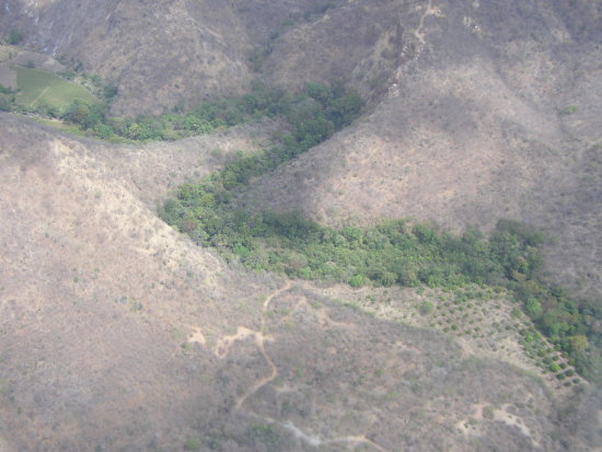 Las condiciones climáticas de la región han causado el desarrollo de comunidades vegetales caducifolias cuyas hojas caen al inicio de la estación seca y brotan al inicio de la estación lluviosa (TNC