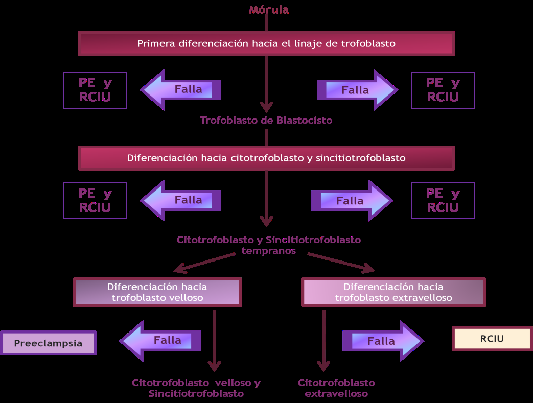 trofoblasto-asociada, se pueden localizar fácilmente en la parte miometrial de la cama placentaria de las mujeres pre-eclampticas.(10) FIGURA.