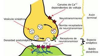 Mecanismos de Acción LITIO * Efecto sobre la neurotransmisión SISTEMA COLINERGICO: incremento concentración, síntesis y recambio de acetilcolina SISTEMA CATECOLAMINERGICO: