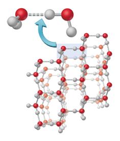Lo que hace diferente al agua de otras moléculas polares, tales como el NH3 y HF, es que cada átomo de oxígeno puede formar dos puentes de hidrógeno, uno por cada par de electrones libres no
