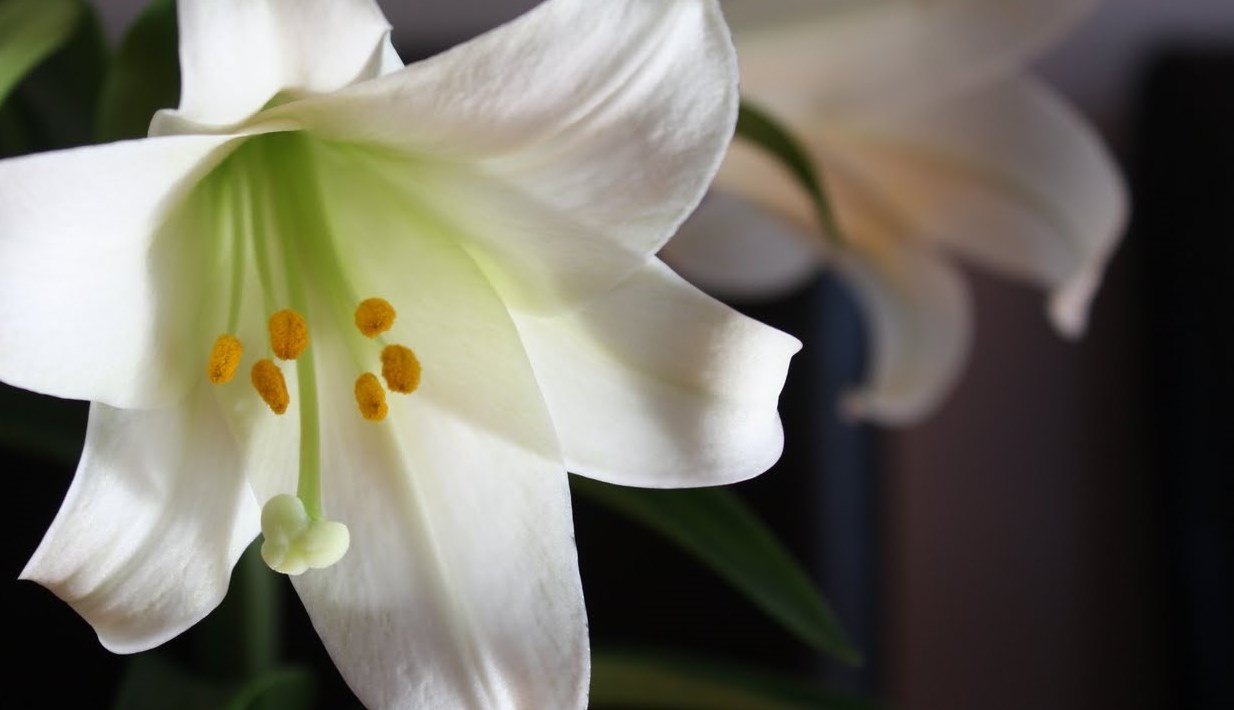 EASTER LILIES FOR THE CATHEDRAL Easter Lilies may be purchases in memory or in dedication of a loved one.